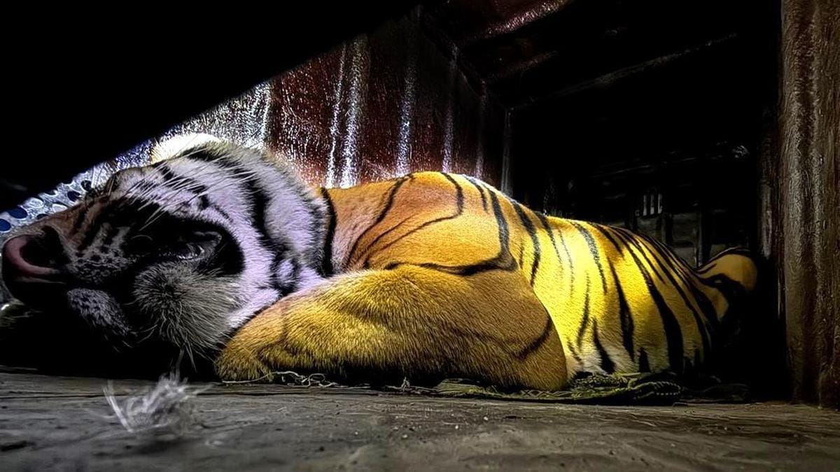 Tiger 'explorer' released into papikonda national park