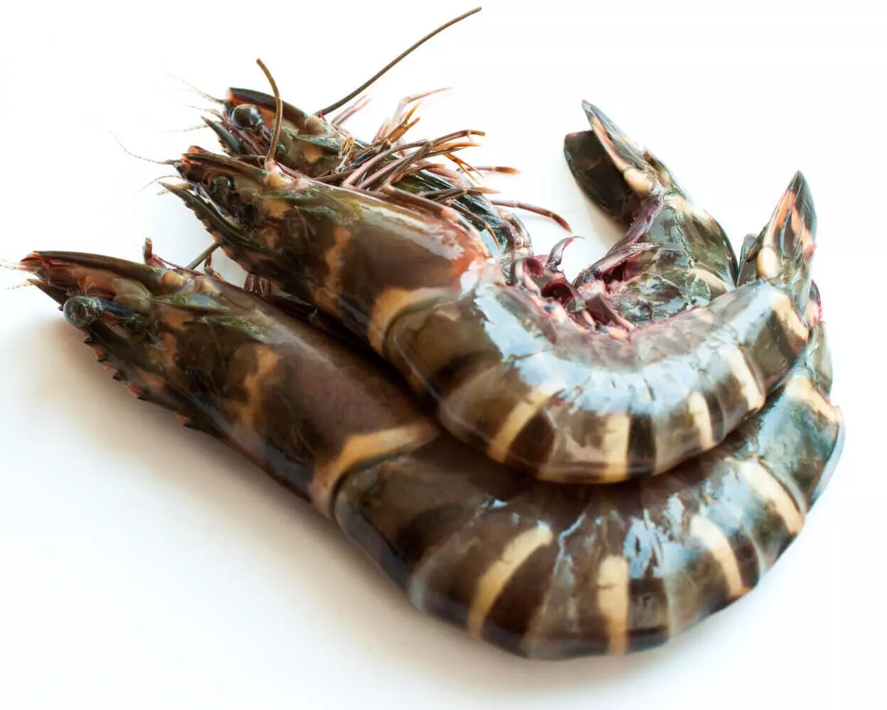 Cool climate for next week may help tiger prawn harvest Cool climate for next week may help tiger prawn harvest