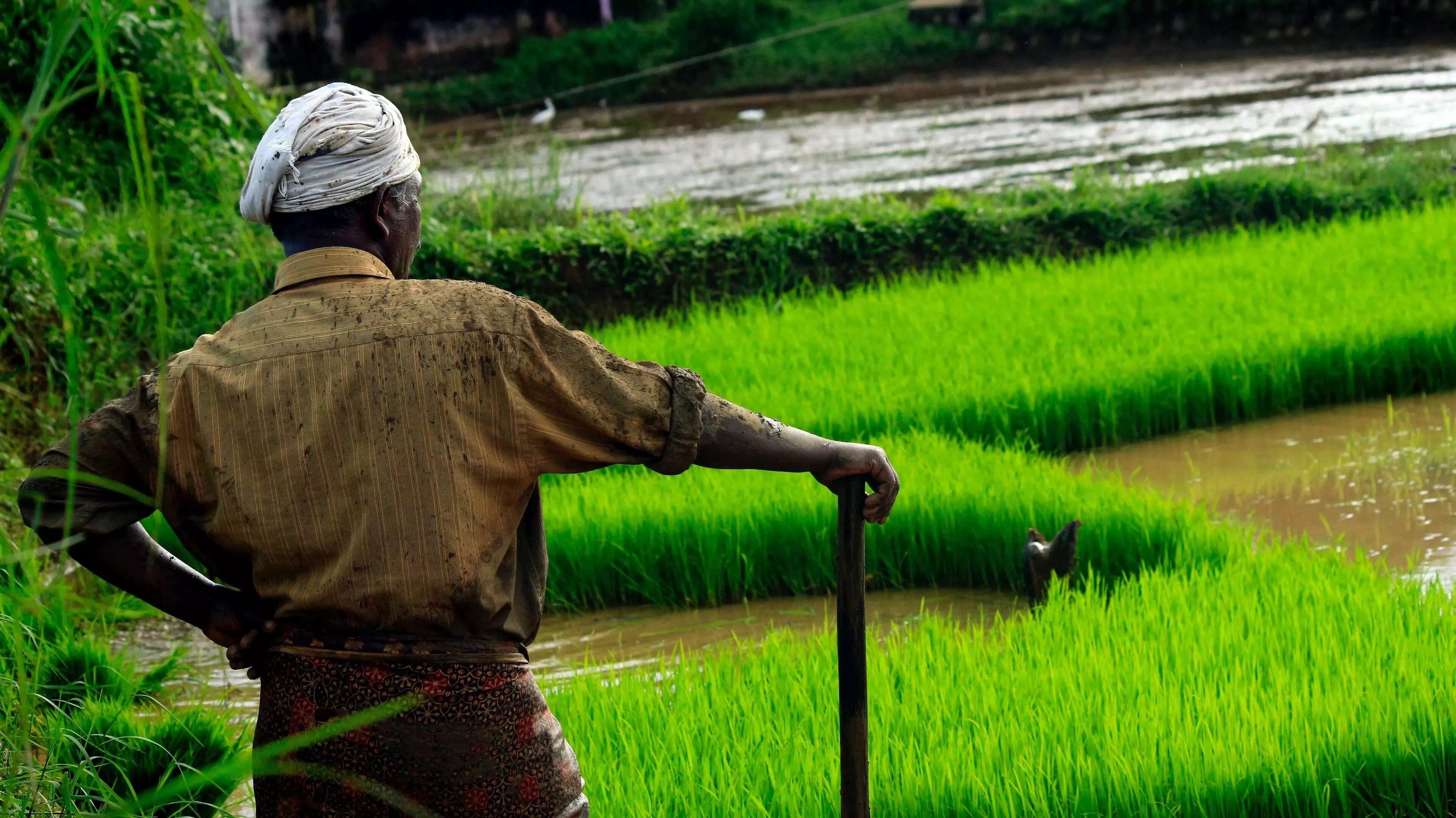 Andhra aims for 51 lakh tonnes paddy in Kharif 2025-26 Andhra aims for 51 lakh tonnes paddy in Kharif 2025-26